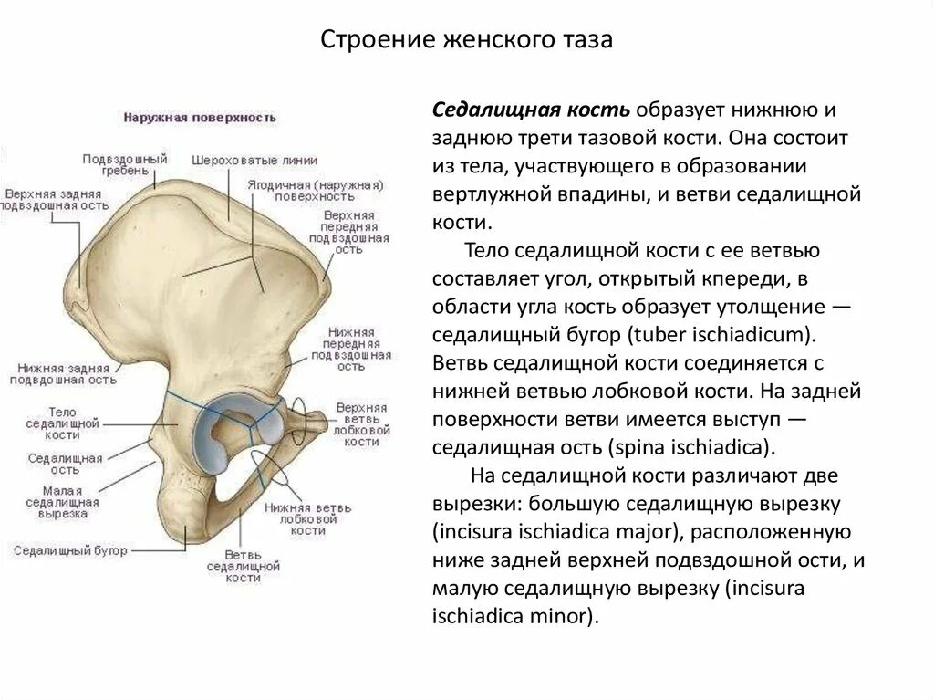 Тазовая кость анатомия строение. Таз анатомия строение седалищная кость. Подвздошная кость женский таз кости. Малый таз строение костей.