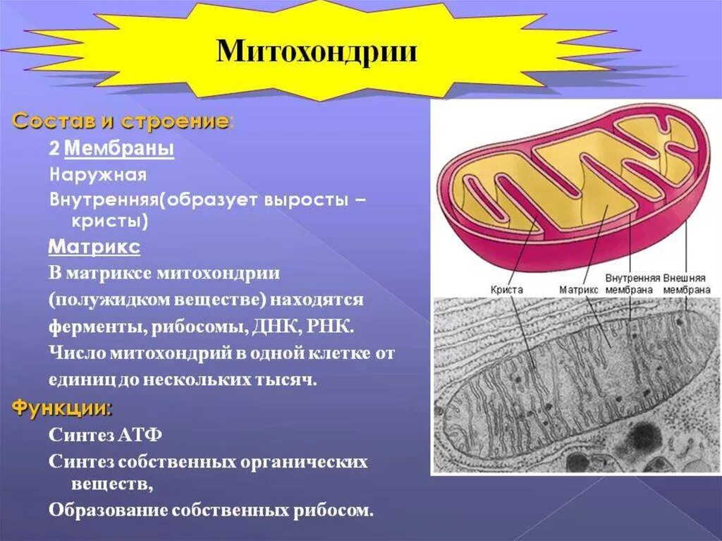 Каковы строение и функции митохондрий. Структуры клетки строение функции митохондрии. Митохондрии строение и функции. Митохондрии строение и функции кратко таблица. Строение органоидов клетки митохондрии.