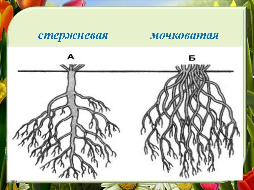 Установить какой корень. Стержневые и мочковатые корневые системы биология 6 класс. Стержневой корень и мочковатый корень. Стержневая и мочковатая корневая система рисунок.