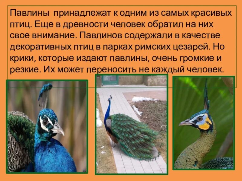 Птица павлин. Павлин характеристика. Павлин индийский обыкновенный. Интересное про павлинов. Павлин характеристика.