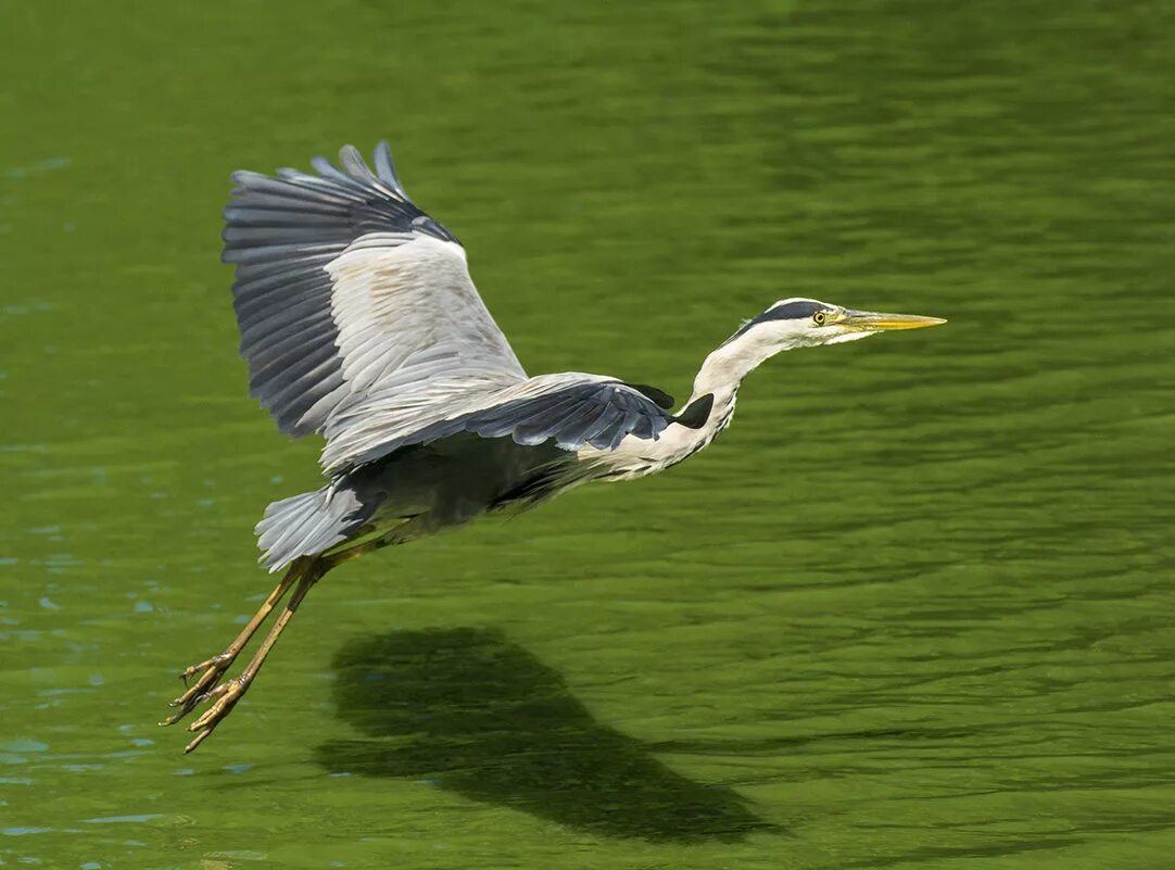 полет серой цапли. серая цапля в полете. серая цапля. цапля летает. серая цапля в полёте.