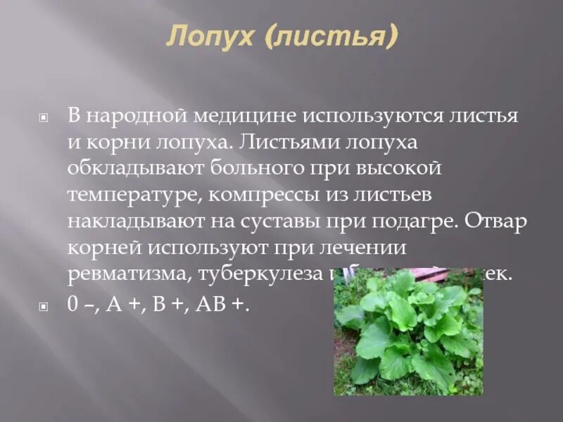 Польза листьев лопуха