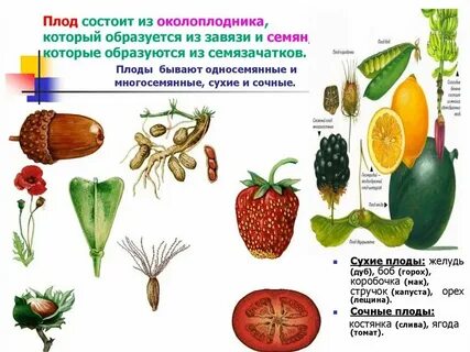 Плоды какая ткань