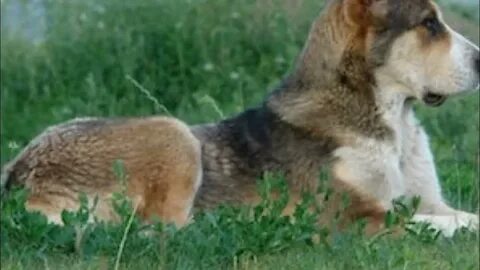 Ең үлкен мүшесі попка қалай сиғады