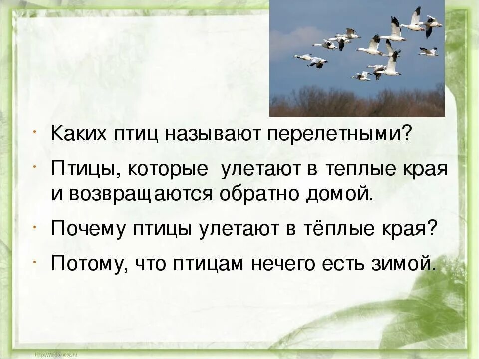 Почему птицы осенью улетают. Почему птицы улетают на Юг. Почему птицы улетают в теплые края. Почему птицы осенью улетают на Юг.