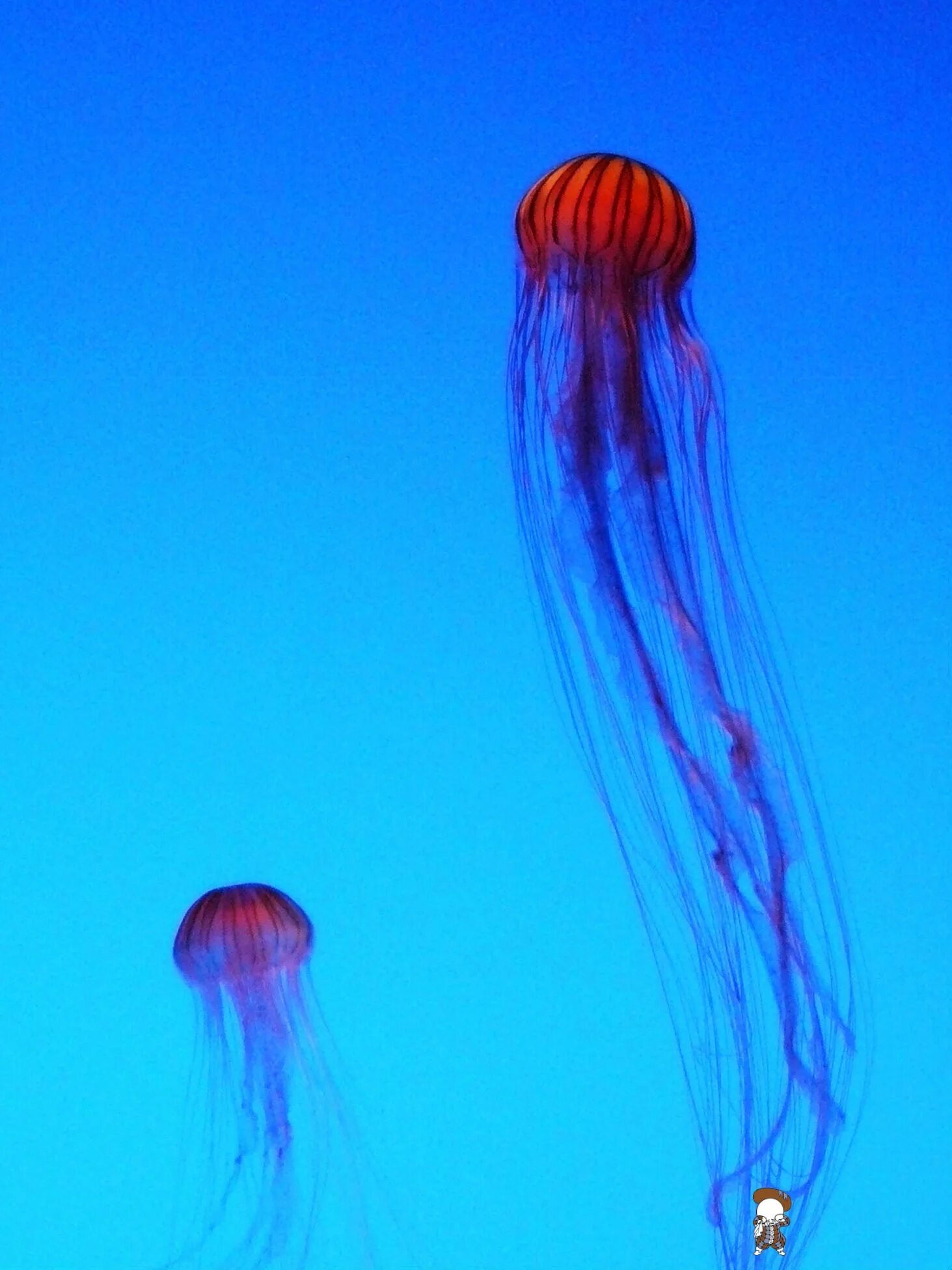 Chrysaora hysoscella. Медузы на Самуи. Морская крапива (Chrysaora). Морская крапива