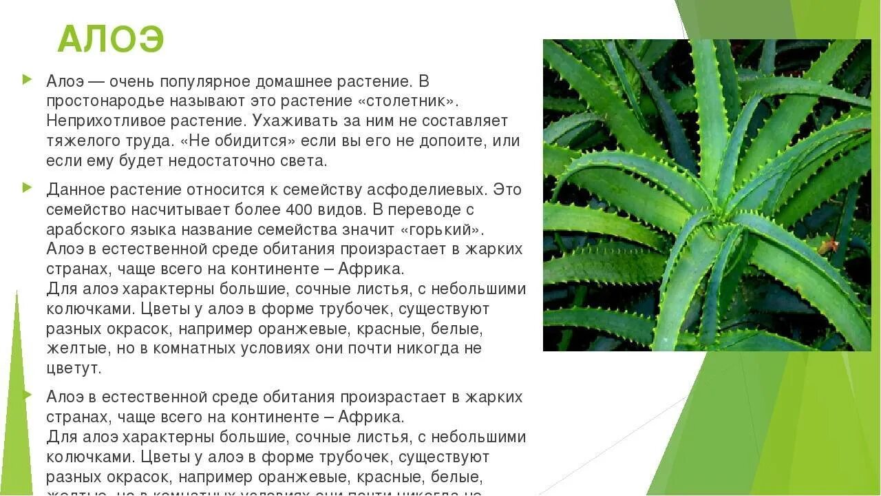 Сообщение о любом комнатном растении. Комнатное растение алоэ вера родина растения. сообщение о алоэ вера комнатное растение. описание лекарственного растения алоэ вера. алоэ вера сообщение 2 класс.