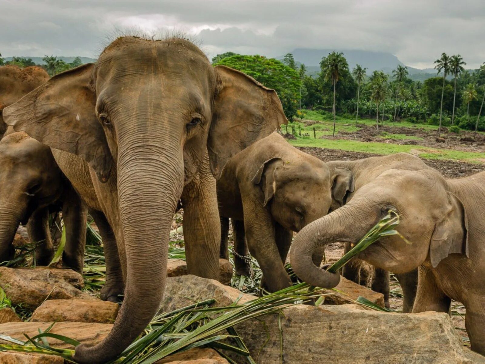 Пиннавела шри ланка. Слоновий питомник Шри Ланка. Шри Ланка слоны Пинавелла. Шри Ланка приют Пиннавела. Шри Ланка питомник слонов Пиннавела.