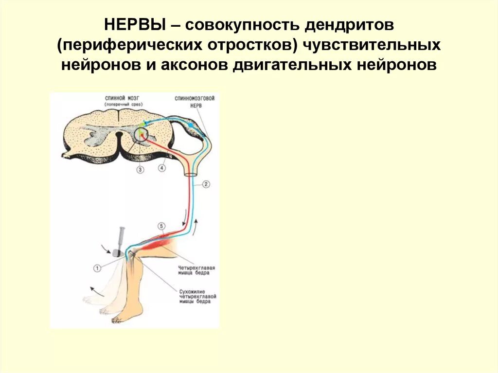 Чувствительный нейрон двигательный нейрон центр слюноотделения. Периферический двигательный Нейрон схема. Периферический двигательный Нейрон анатомия. Отростки двигательных нейронов. Периферический двигательный Нейрон неврология.