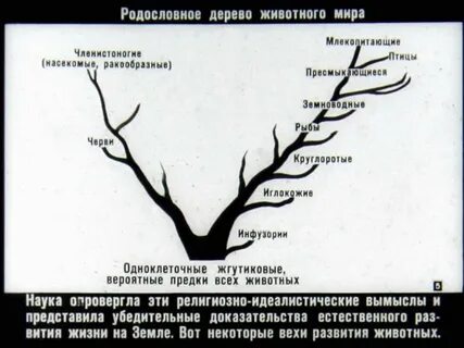 Наука развития жизни