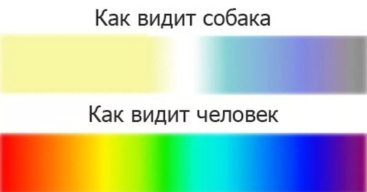 Отличит ли. Какие цвета видят собаки. Как видят собаки цвета. Различают ли собаки цвета. Уаким цветом в дят сьбаки.