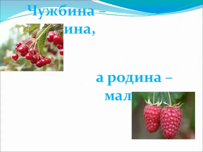 Чужбина калина. Чужбина калина родина малина. пословица чужбина калина родина малина. родина малины. чужбина калина родина.