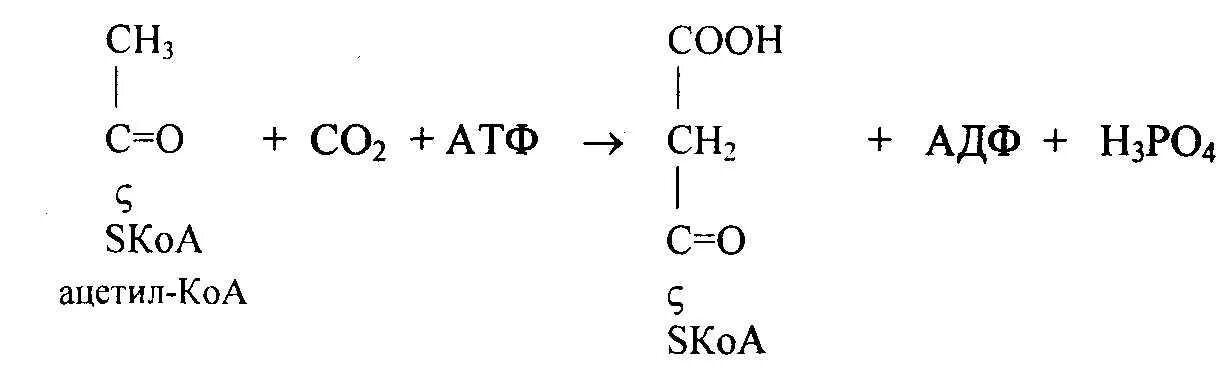 Ацетил КОА структурная формула. АЦЕТИЛКОА формула структурная. Химическая структура ацетил КОА. Олеил КОА структурная формула.