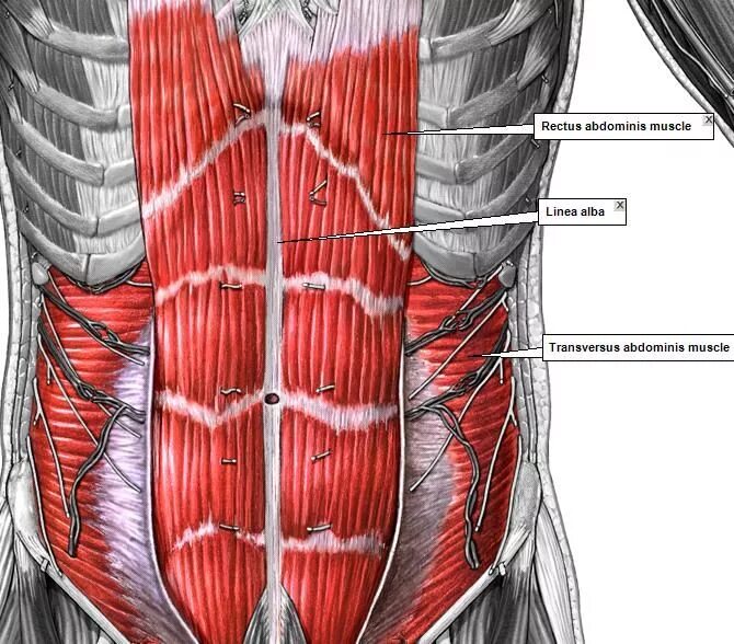 Rectus abdominis мышца. Сухожильные перемычки прямой мышцы живота. Musculus transversus abdominis. Musculus rectus abdominis функция.