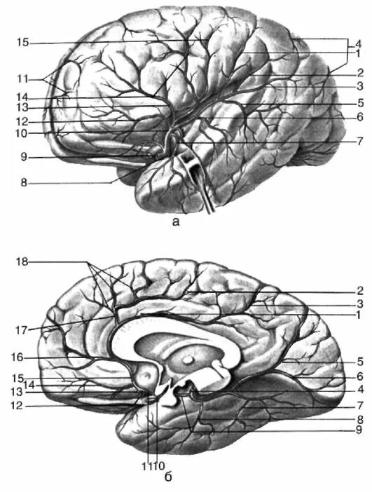 Диэнцефальная дисфункция головного мозга. Диэнцефальный мозг. Диэнцефальная область мозга это. Диэнцефальный уровень мозга это. Диэнцефальная структура.