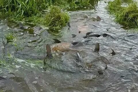 Когда нерест