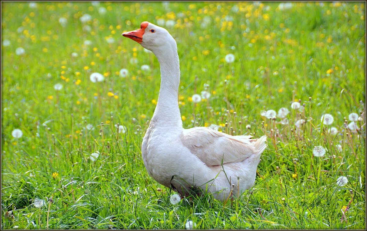 адлерские белые гуси. белый гусь стоит. домашние животные гусь. белый гусь. белый гусь стоит.
