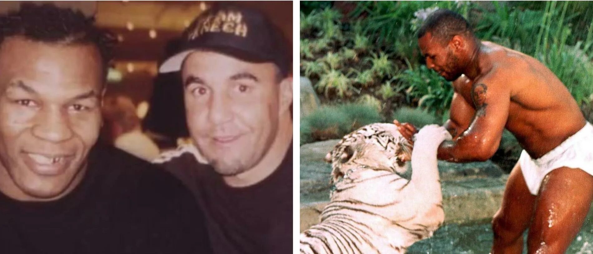 Майк Тайсон с тигренком. Mike Tyson с тигром. Тигр майка Тайсона. Майк Тайсон с тигром фото.