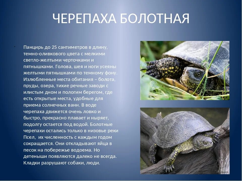Среднеазиатская Болотная черепаха. Черепашата Болотной черепахи. Европейская Болотная черепаха (Emys orbicularis). Пресмыкающиеся Болотная черепаха.