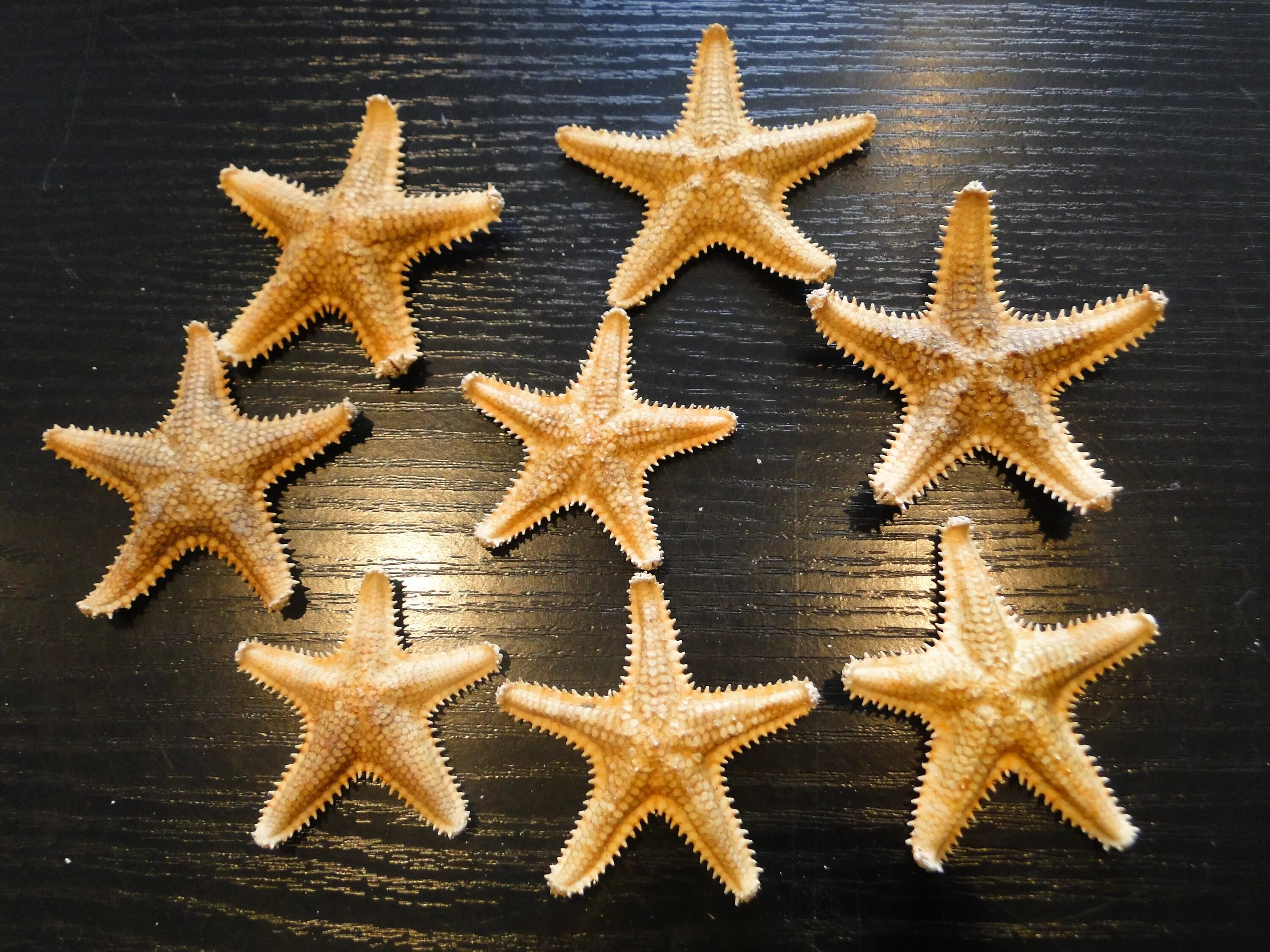 Четырехконечная морская звезда. Солястер морская звезда. Иглокожие морские звезды. Мор звезда. Морская звезда.