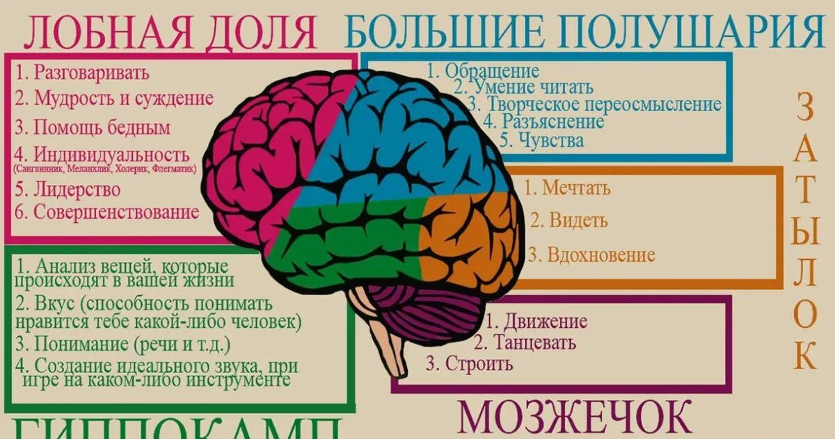 Мозг память. Отдел памяти в мозге. Зона мозга отвечающая за память. Мозг психология. Основные центры внимания