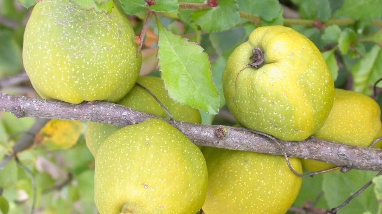 Айва (хеномелес) великолепная камео. Хеномелес айва Неспелая. Сорт яблок айва. Айва (хеномелес) великолепная камео (с2). Айва японская плоды