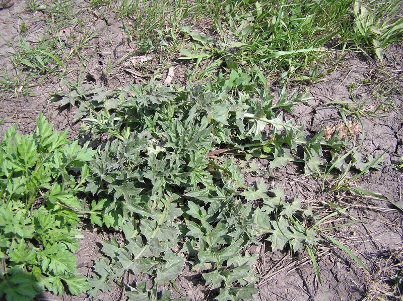 циклахена дурнишниколистная сорняк. баркан сорняк. борщевик ядовитое растение. белена черная сорняк. американка трава сорняк.