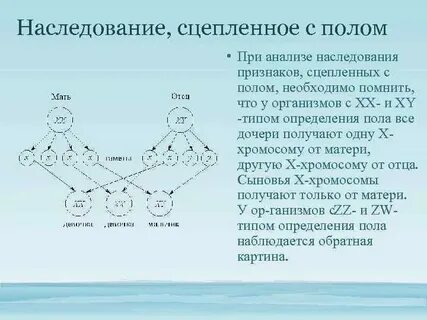 Что такое наследование сцепленное с полом