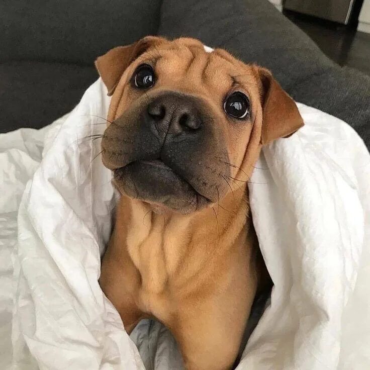 Шпиц шунсуке белый. Корги и папильон. Померанский шпиц джефф. Шпиц собака. Померанский шпиц пуппи.