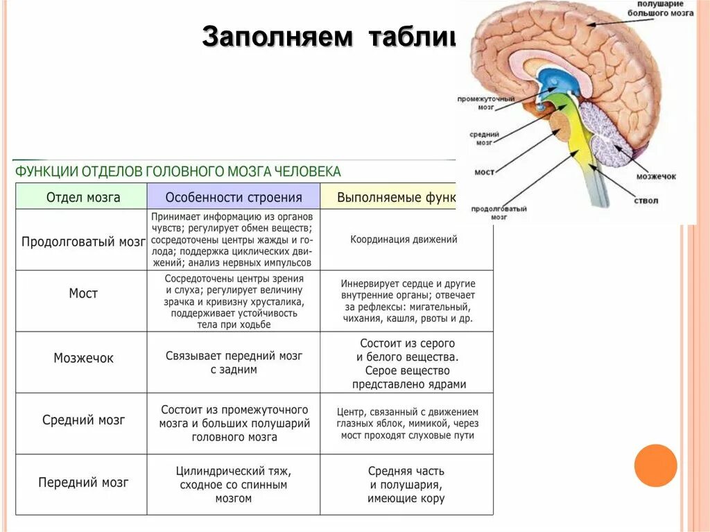 Структуры отделов среднего мозга. Средний мозг продолговатый мозг промежуточный мозг функции. Структура мозга продолговатый мозг таблица. Функции отдела головного мозга промежуточный мозг.