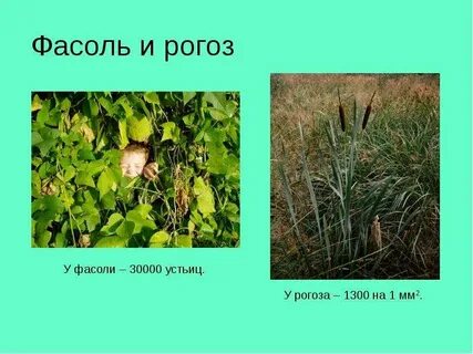 Жизненная форма рогоза