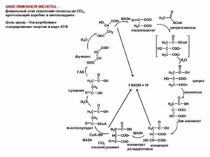 Окисление в биосинтезе. Биосинтез лимонной кислоты из Глюкозы. Биосинтез лимонной кислоты. Окисление Глюкозы в митохондриях. Окисление лимонной кислоты.