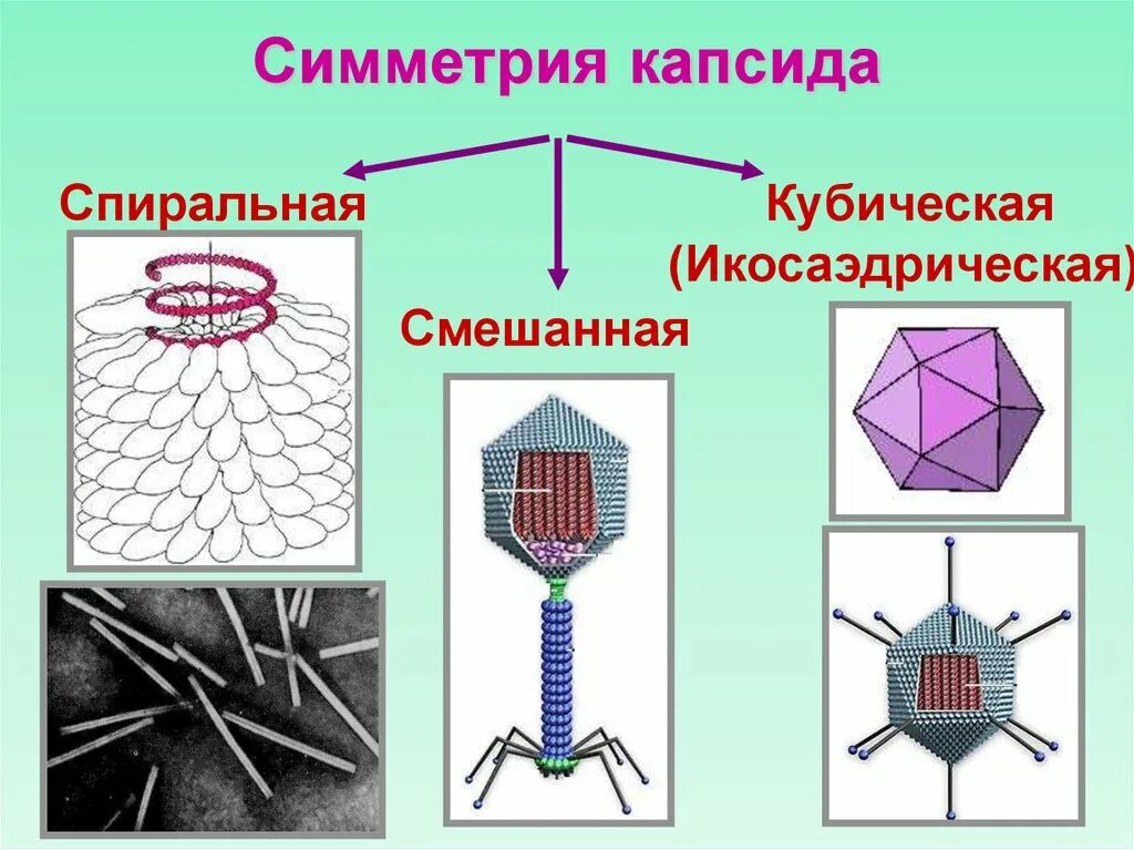 Вирусы по типу симметрии капсида. Элементы симметрии кристаллов. Симметрия кристаллов. Симметрия в химии примеры. Ось симметрии кристалла.