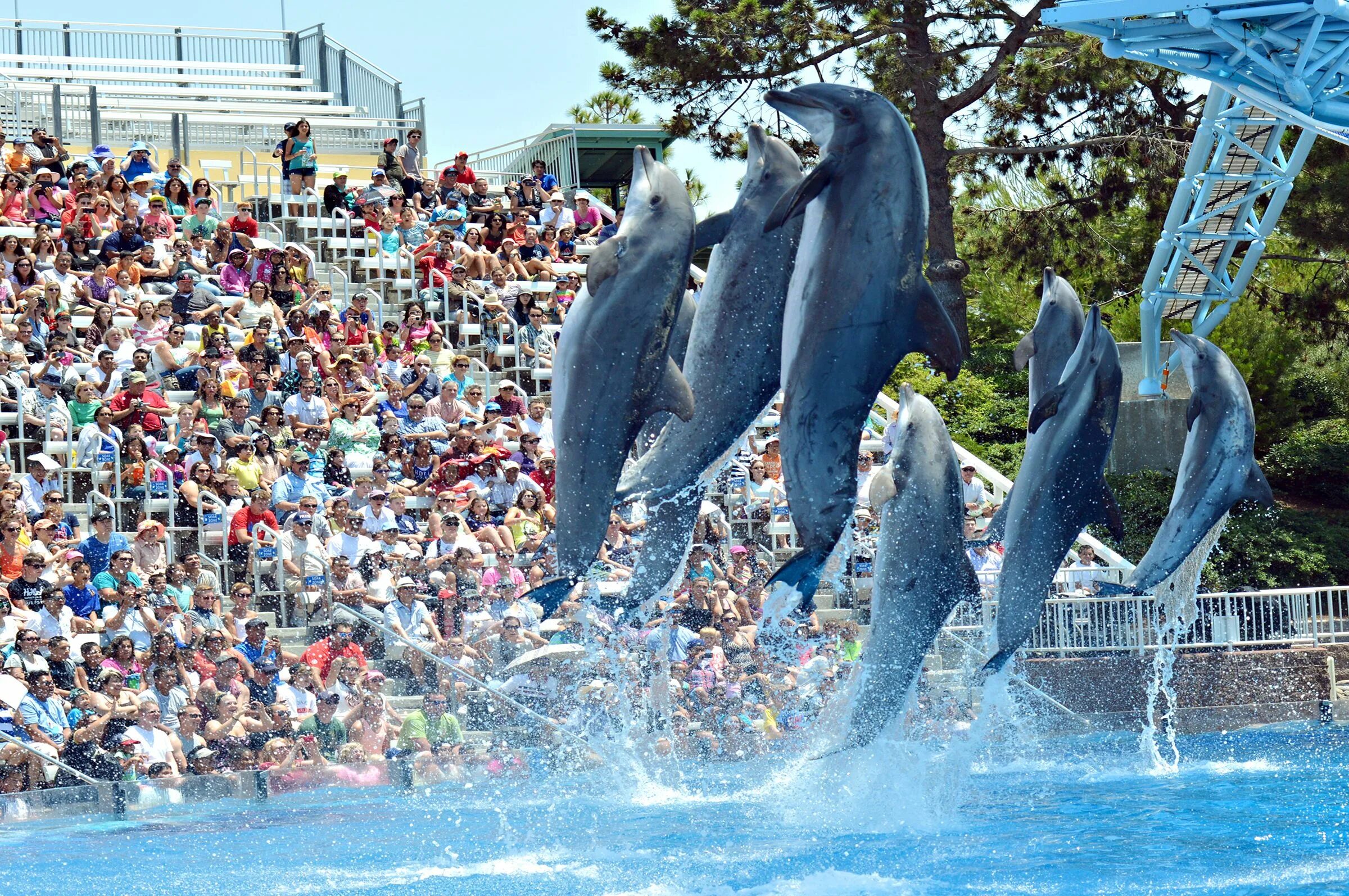 World san. SEAWORLD Сан-Антонио дельфинарий. SEAWORLD Сан-Диего Калифорния. Тематический парк «морской мир» в Сан-Диего, США. Морской мир Сан Диего.