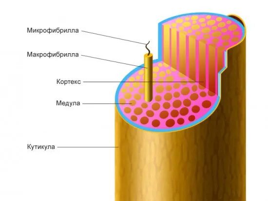 Строение волоса Кортекс. Медула Кортекс кутикула. Строение волоса микрофибриллы. Строение волоса Медула Кортекс. Кортекс волос