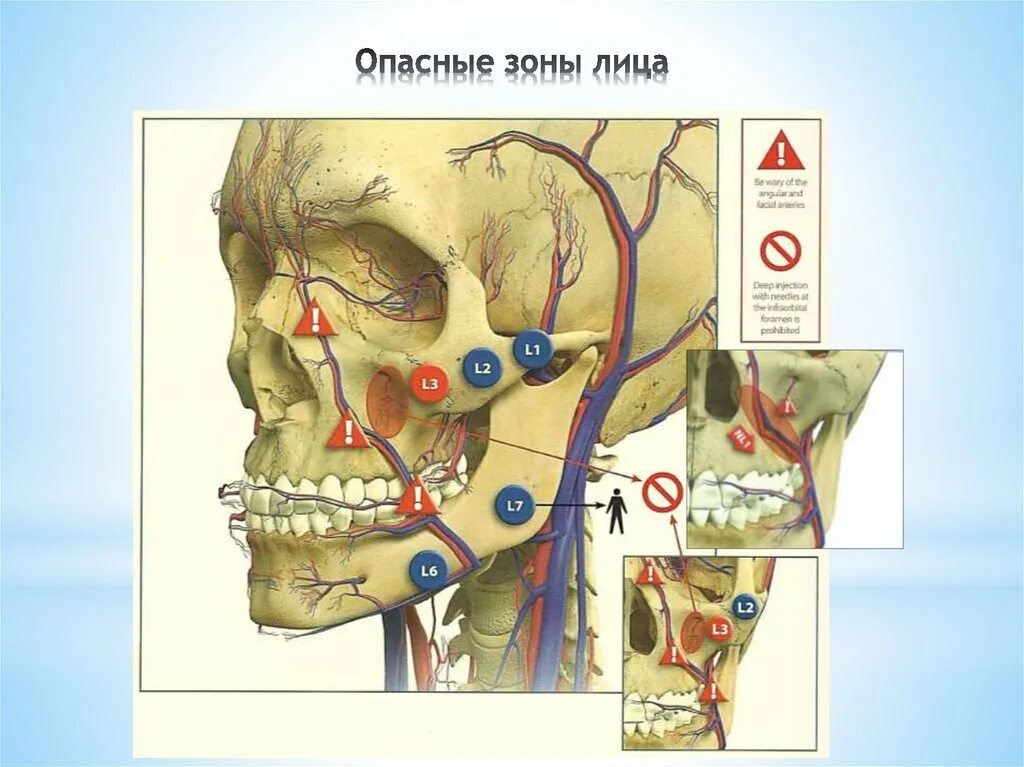 Опасный лицо. Опасные зоны лица анатомия. Анатомия лица в косметологии опасные зоны. Сосуды лица опасные зоны.