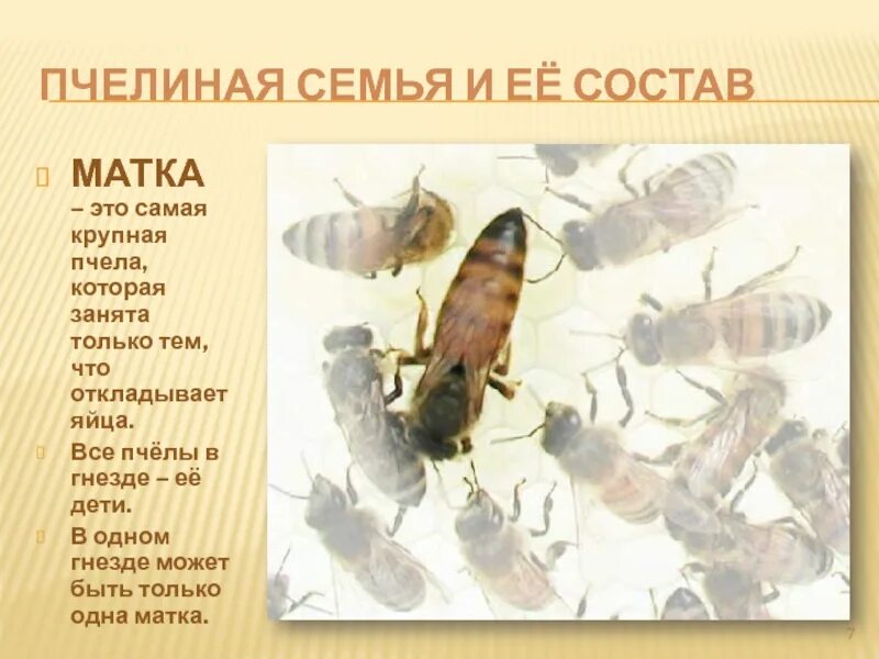 Из чего состоит пчелиный. Из чего состоит пчелиный