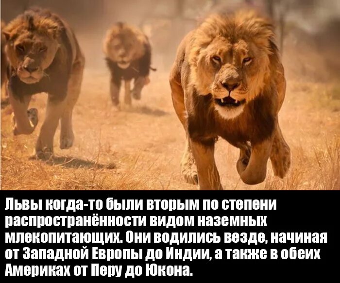 Лев интересные факты. Пусть поднимутся львы и орлы. лëша джей лев 99. что общего у льва и орла.