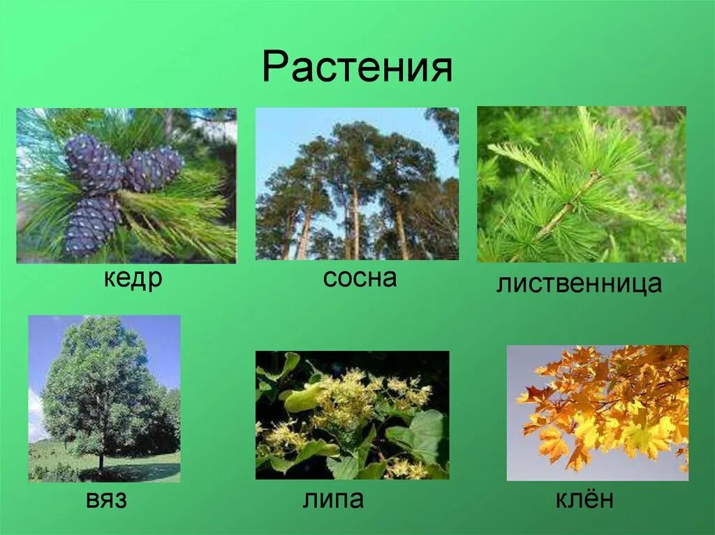 Липа хвойное. Сосна кедр лиственница. Клен.кедр.липа лиственница. Растения осина ясень лиственница липа. Кедр растение.