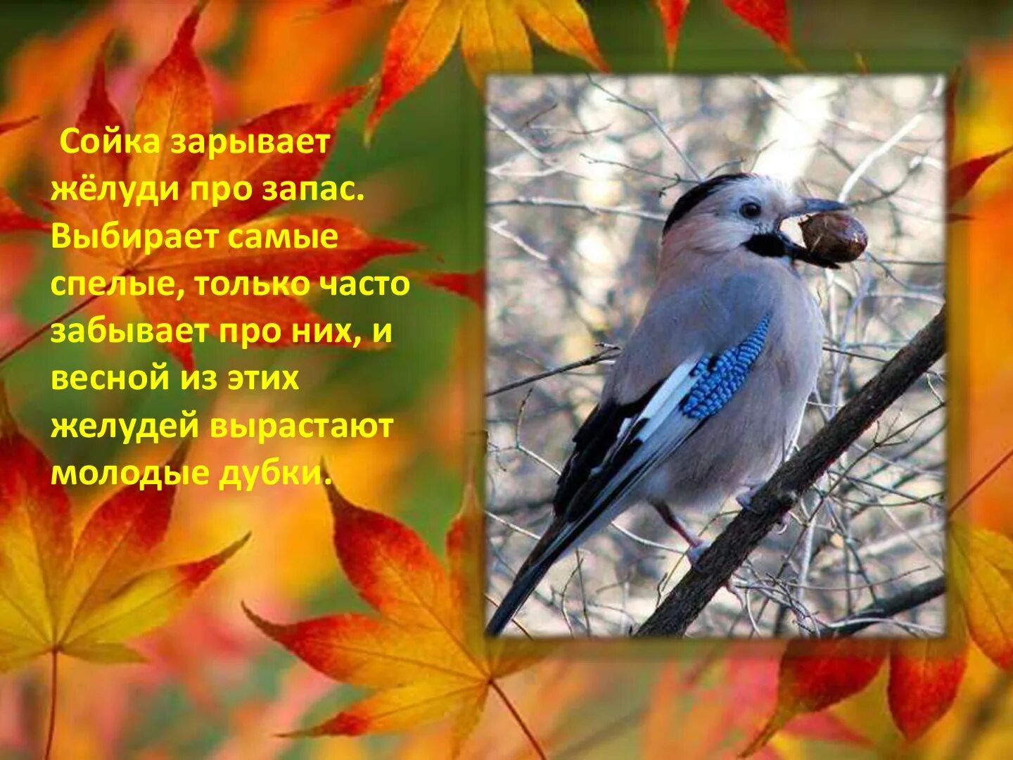 Приметы ноября. Картинки про осень со стихами. Осень стихи короткие ноябрь. Осень стихи короткие ноябрь. Стихи про ноябрь.