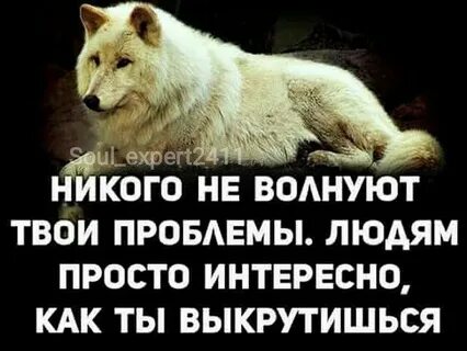 Проблемы не волнуют поговорка