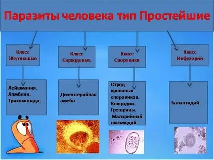 Какие классы относятся к типу простейшие