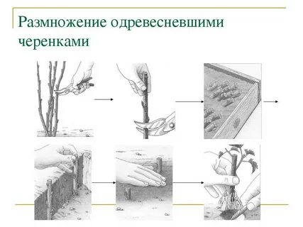 Способы посадки черенков