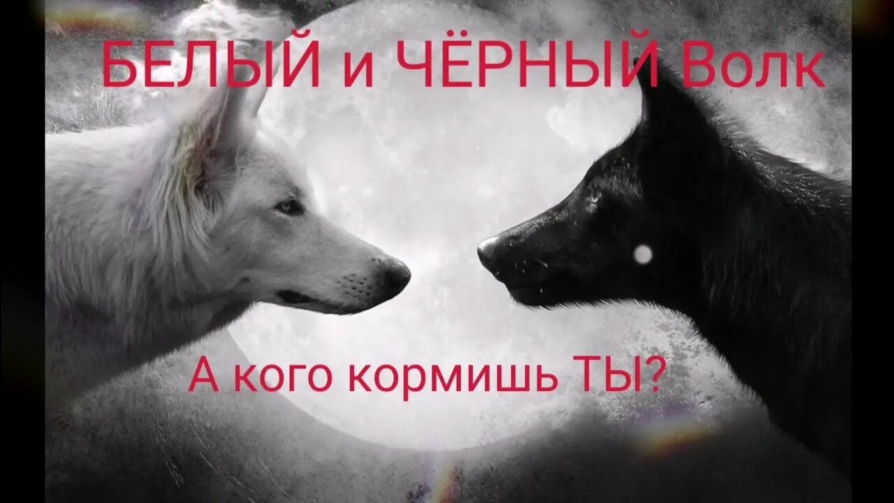 Черный белый волк песня. У каждого из нас внутри два волка. Черный и белый волк. Черный белый волк песня. Притча 2 волка.