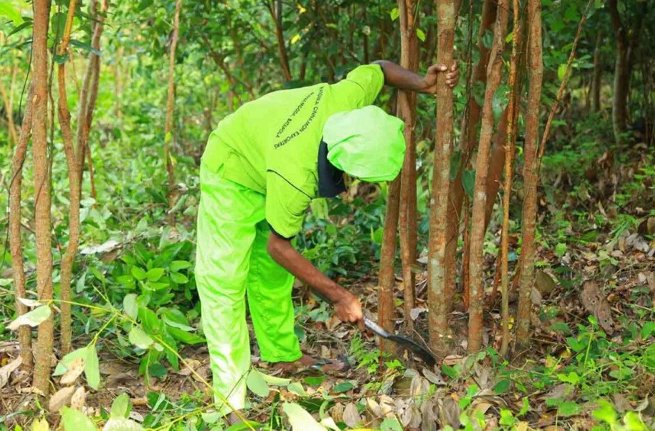 Корица дерево. Как выращивают корицу. Как растет корица. Корица настоящая. Из чего делают корицу.