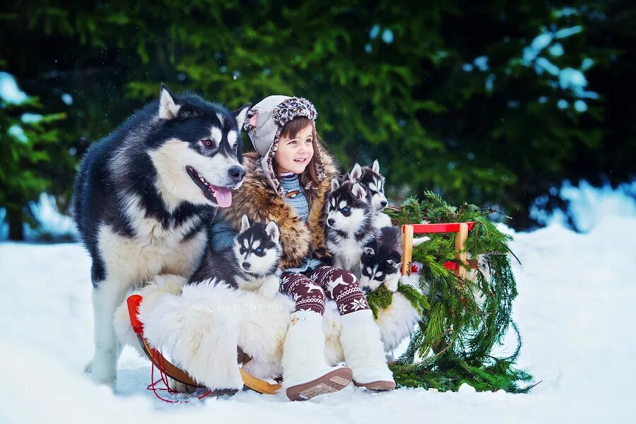 лайлапс домик хаски. катание на хасках кострома. питомник хаски в костроме. питомник ездовых собак северный москва. хаски кострома обломихино.