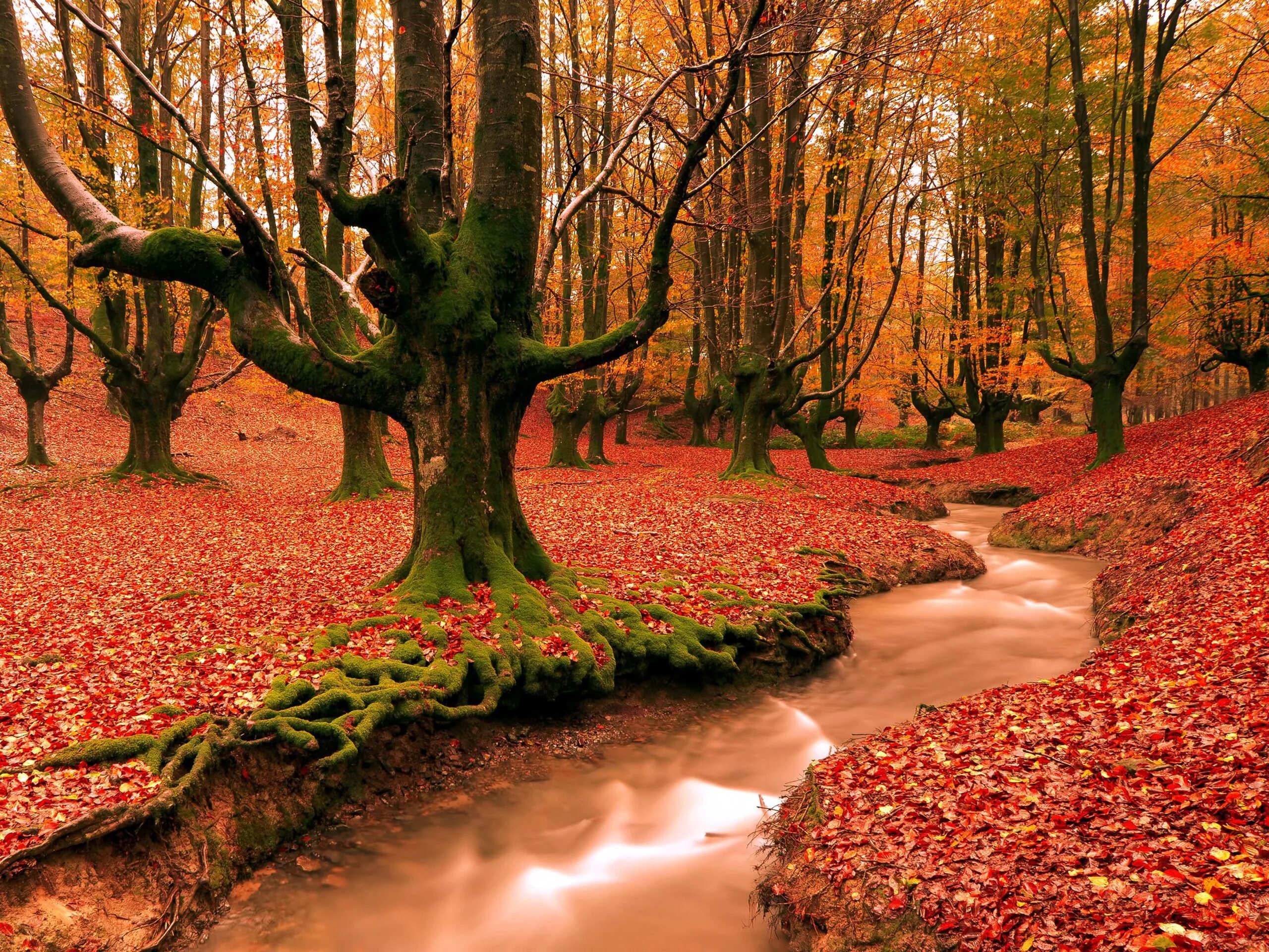 Осенний лес. Красивая осень. Осенние фотографии. Красота осени.