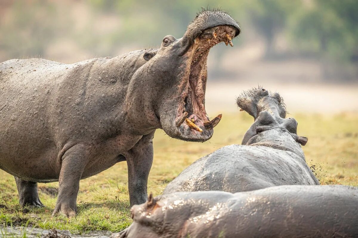 Гиппопотам 2017. Гиппопотам 2017. Гиппопотам в тропических лесах. Кинг гиппопотам. Злой бегемот.