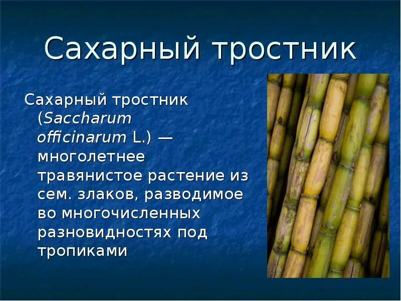 Сахарный тростник стебель Соломина. Сообщение о сахарном тростнике. Сахарный тростник происхождение. Сахарный тростник злаковое растение.