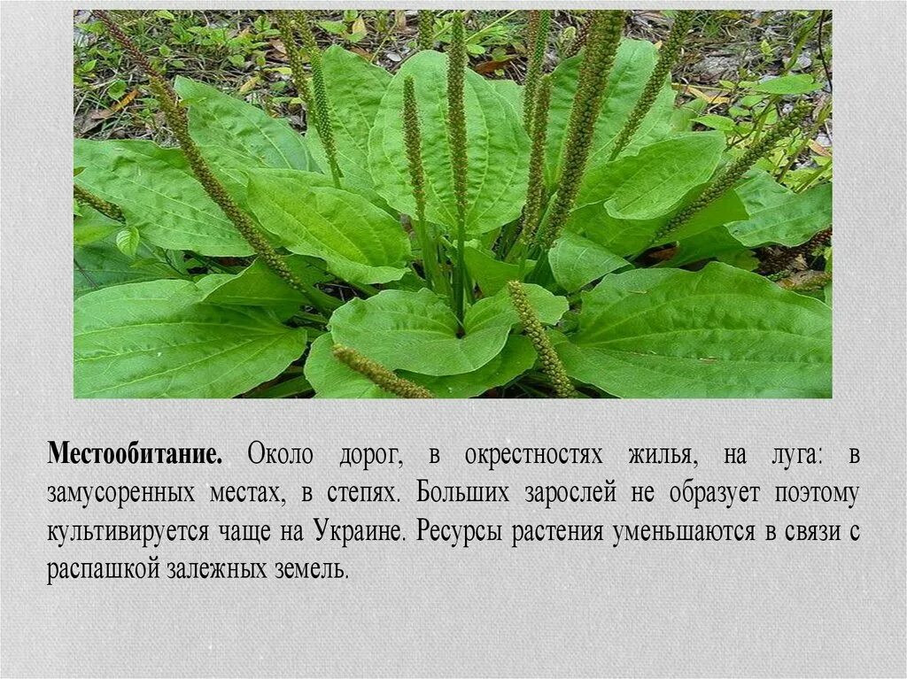 Подорожник так назван. Подорожник большой местообитание. Подорожник описание для детей. Классификация растений подорожник большой. Презентация про подорожник для дошкольников.